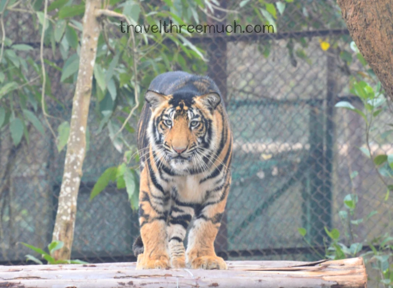 nandankanan zoo 1