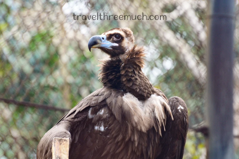 nandankanan zoo vulture