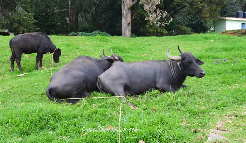 toda tribes in ooty and their occupation