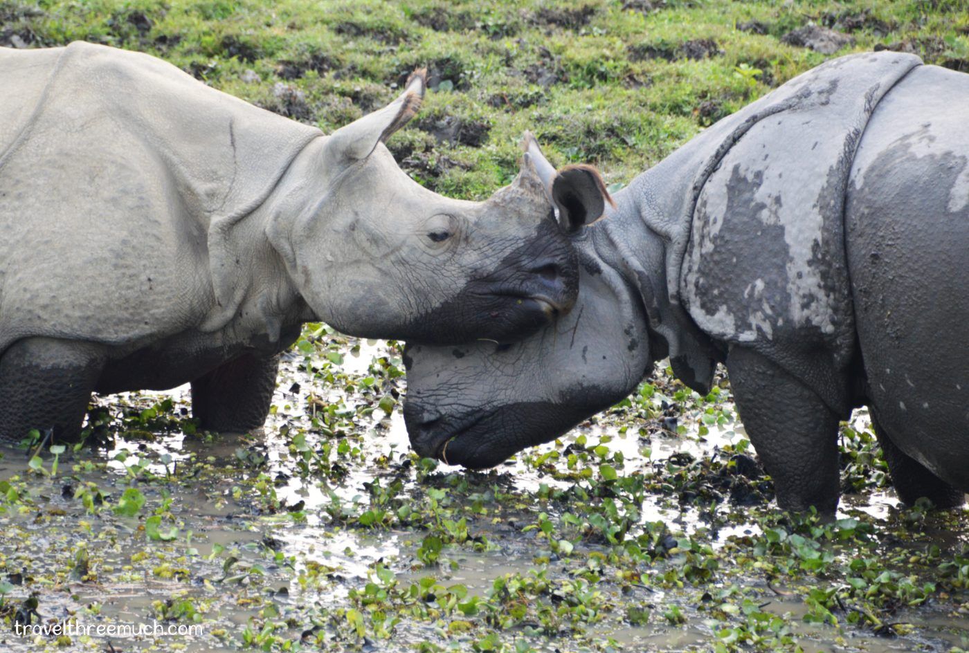 Kaziranga_heroimage