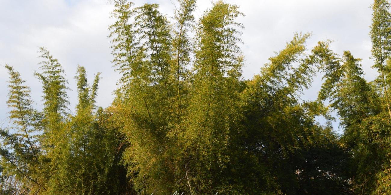 bamboo banks masinagudi