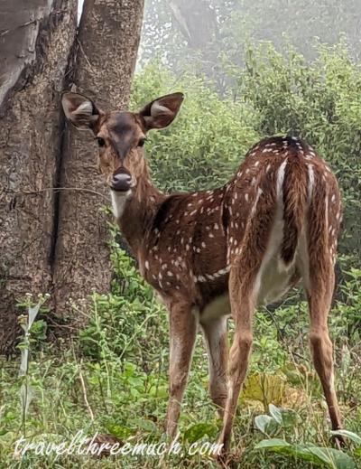 masinagudi deers