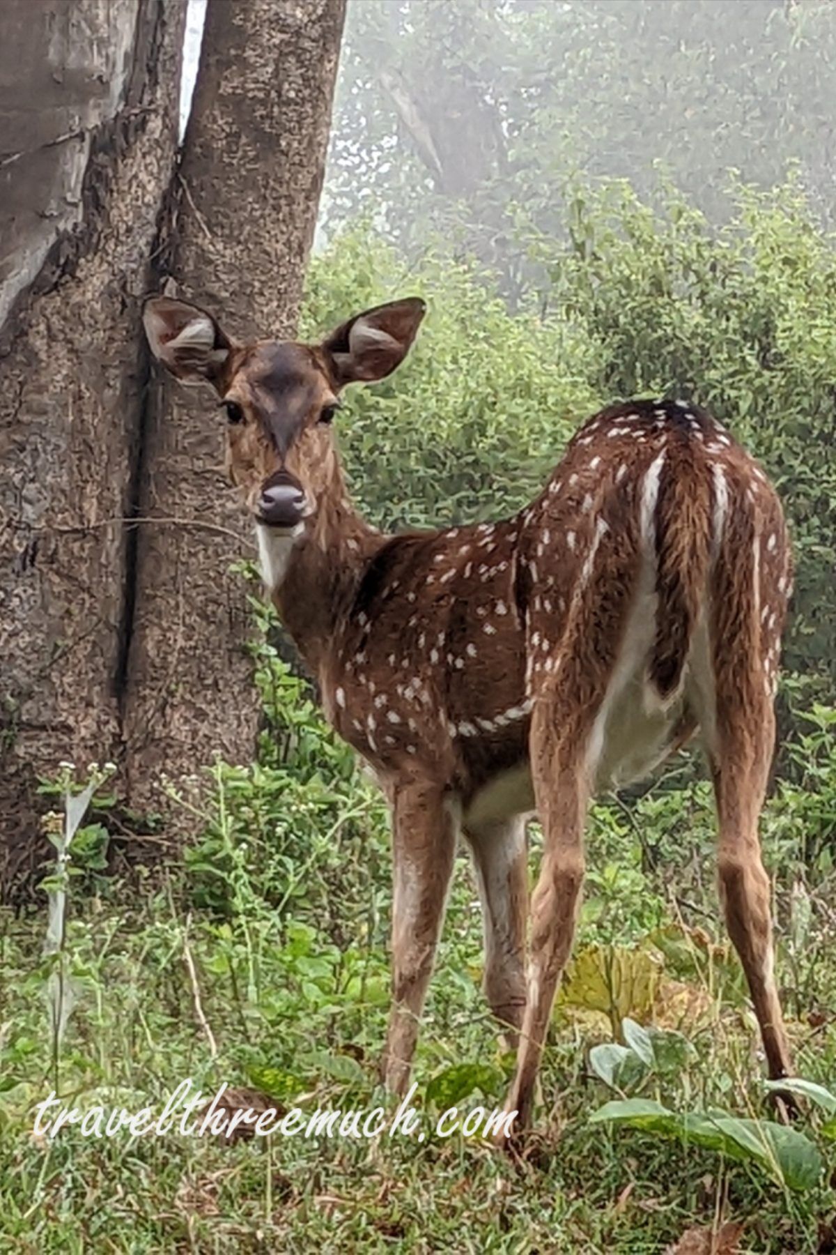 masinagudi deers