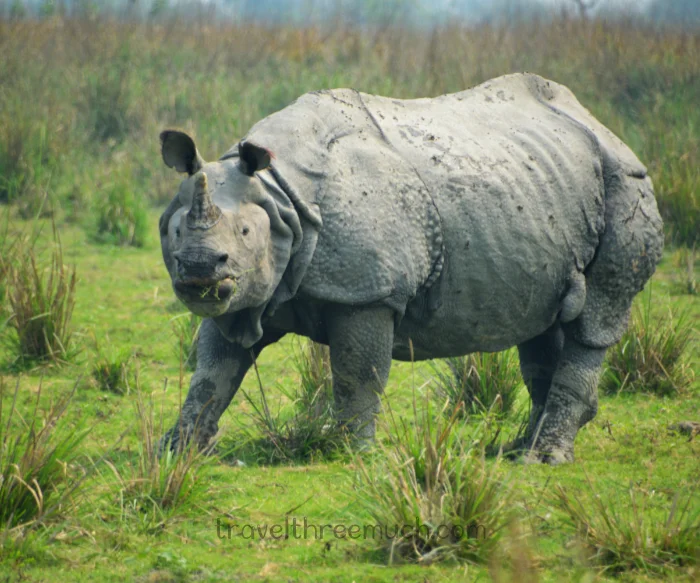 Assam itinerary pobitora
