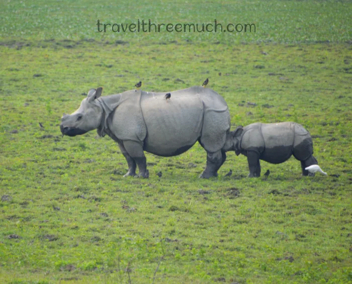 kaziranga rhinos