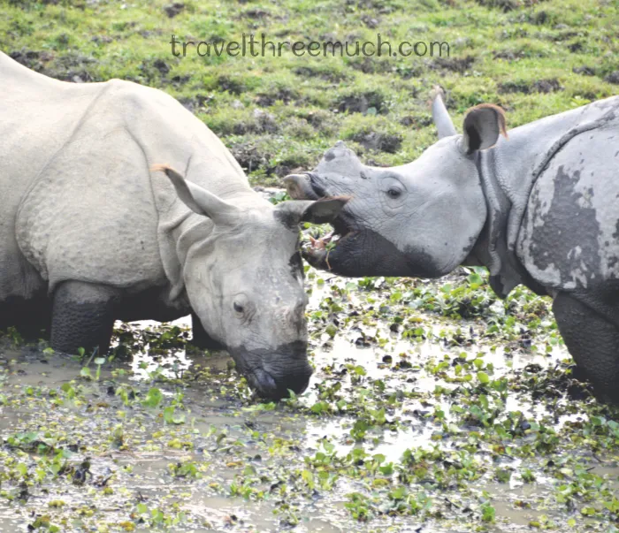 kaziranga rhinos
