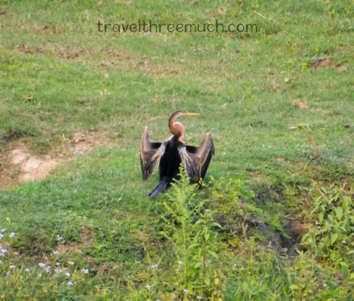 kaziranga wildlife 2 assam itinerary