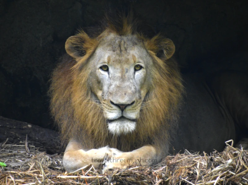 SGP Zoo lion