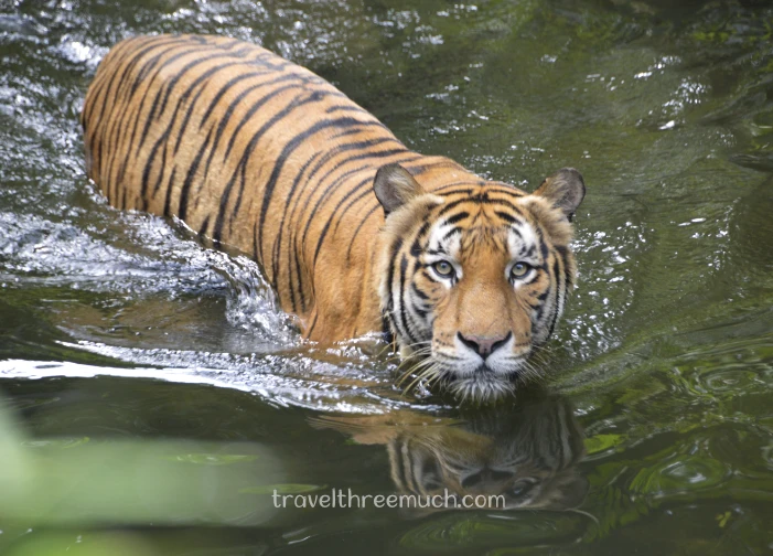 SGP Zoo tiger
