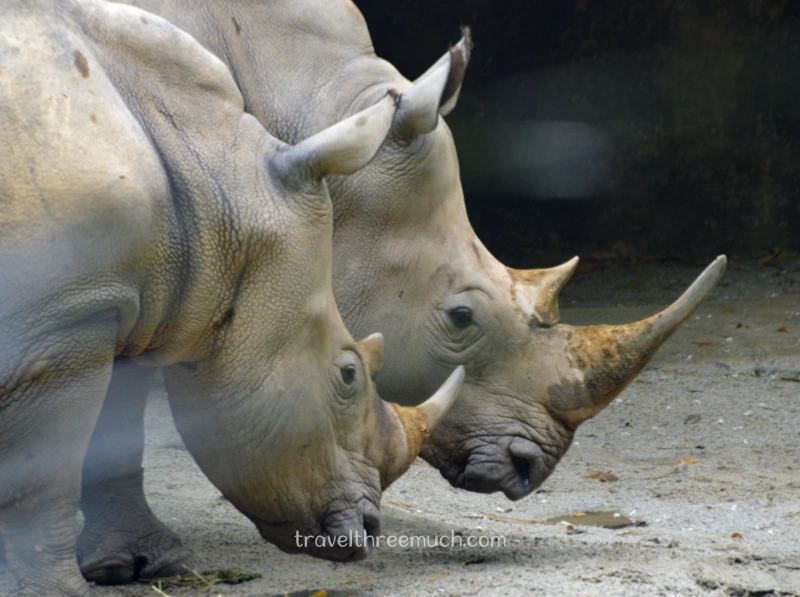 SGP Zoo rhino