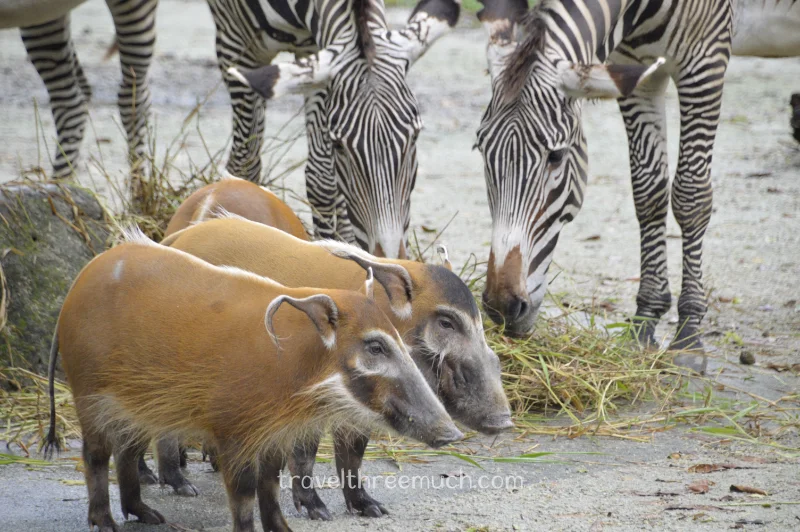 SGP Zoo6