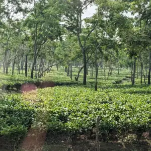 assam category