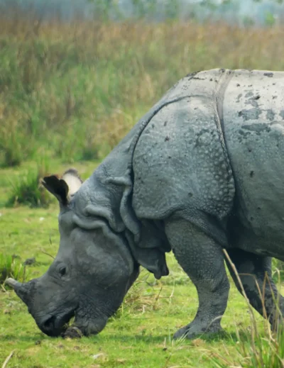 kaziranga blog image