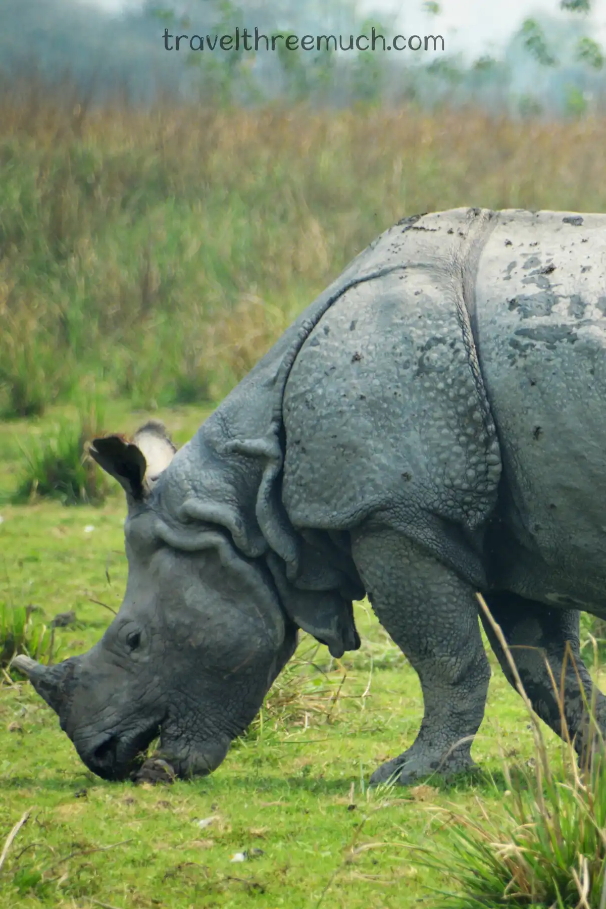 kaziranga blog image