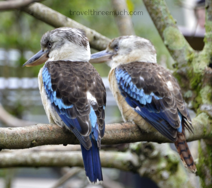 Bird paradise2 mandai