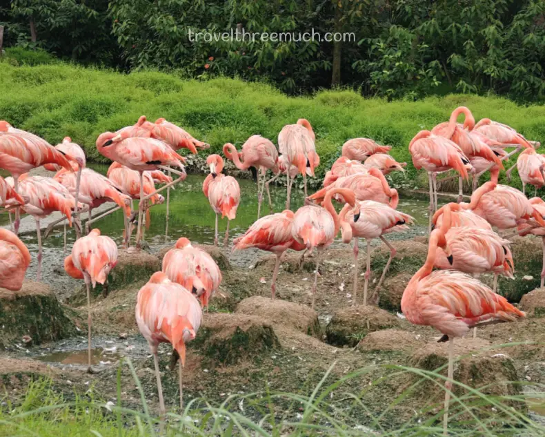 Bird paradise singapore