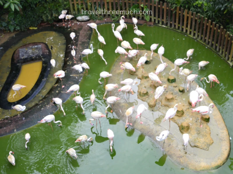 Bird paradise singapore