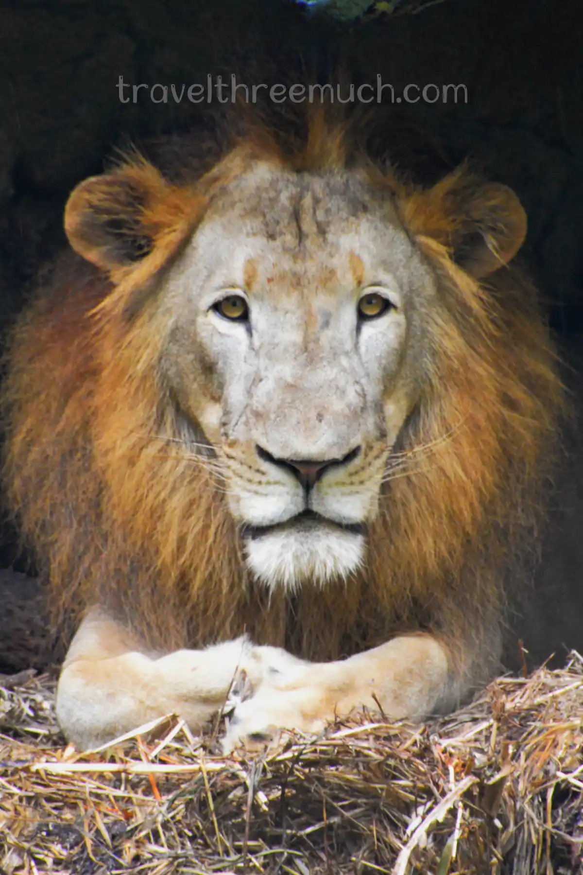 Singapore zoo blogmix