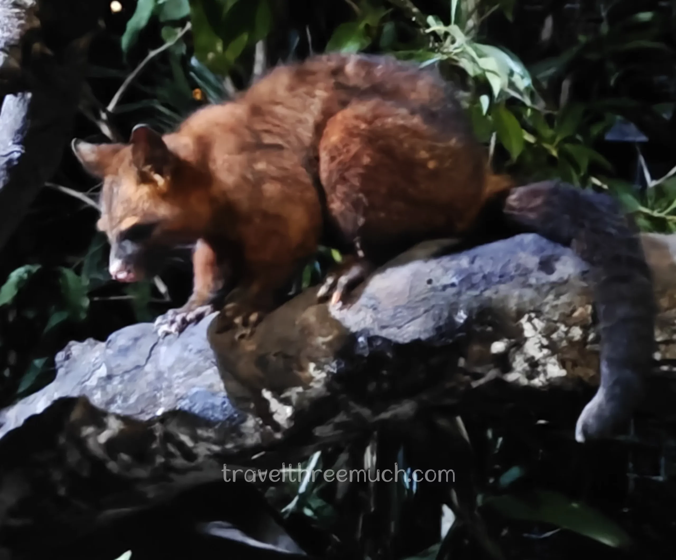singapore night safari