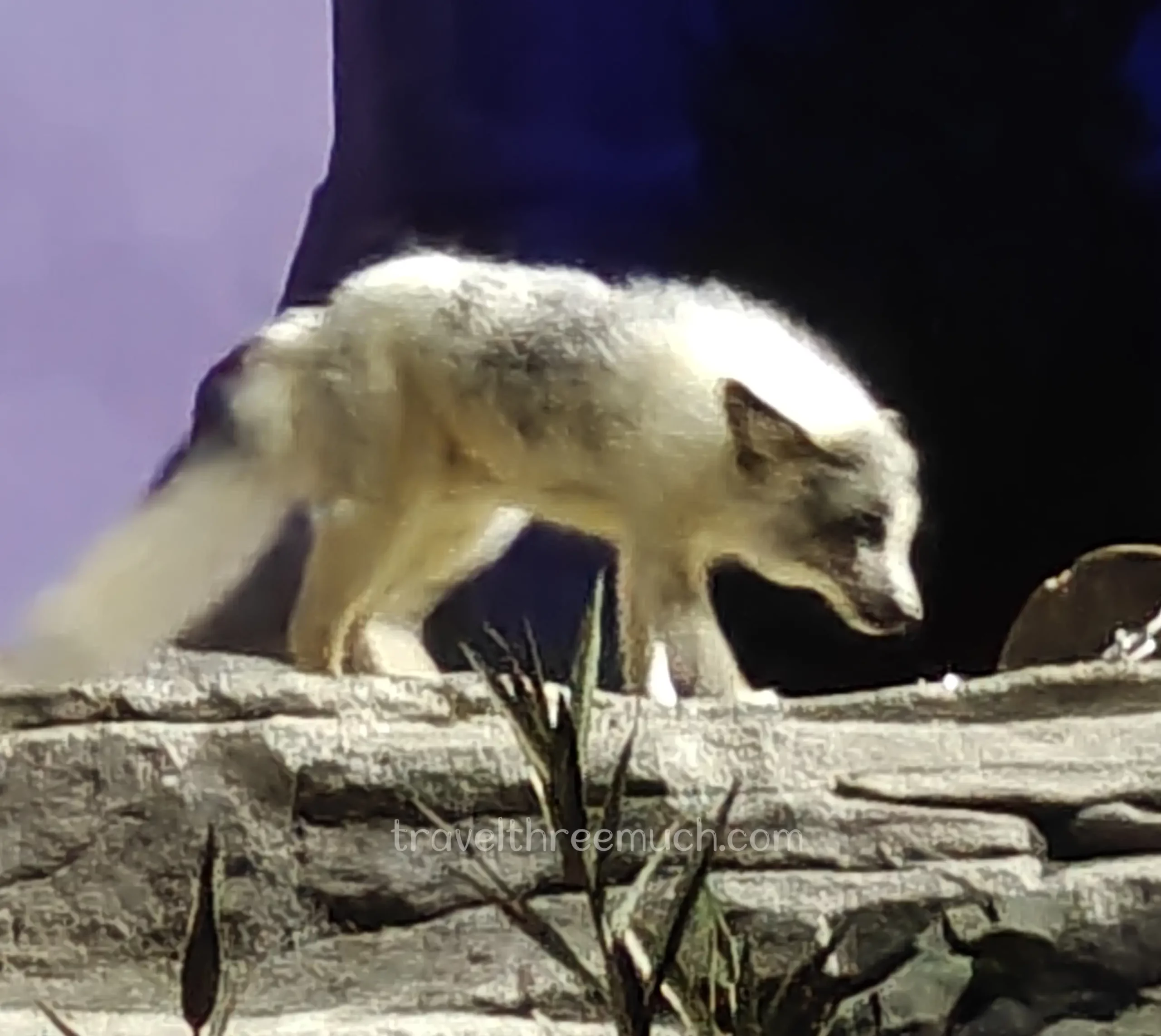 fox in singapore night safari
