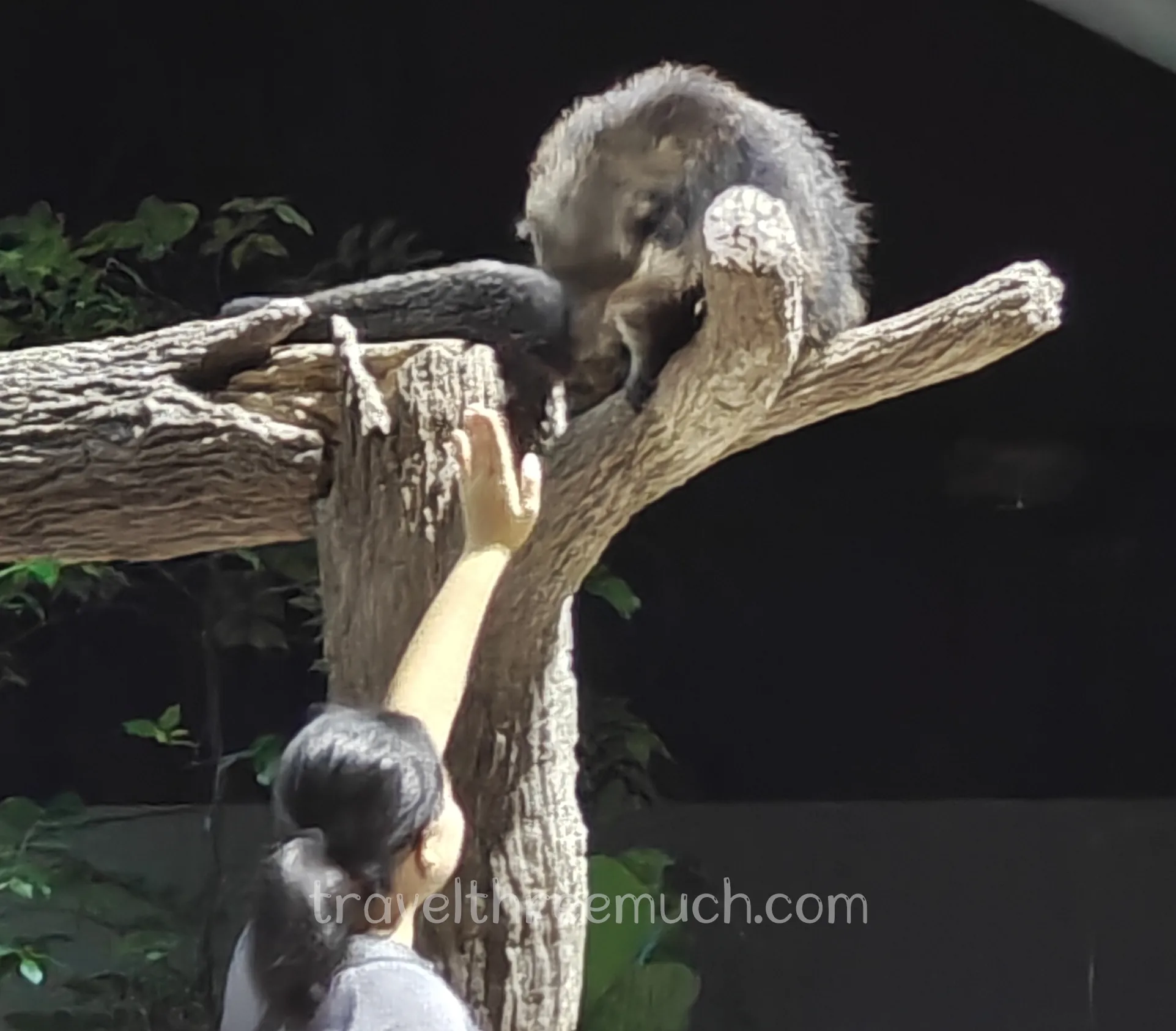 singapore night safari show