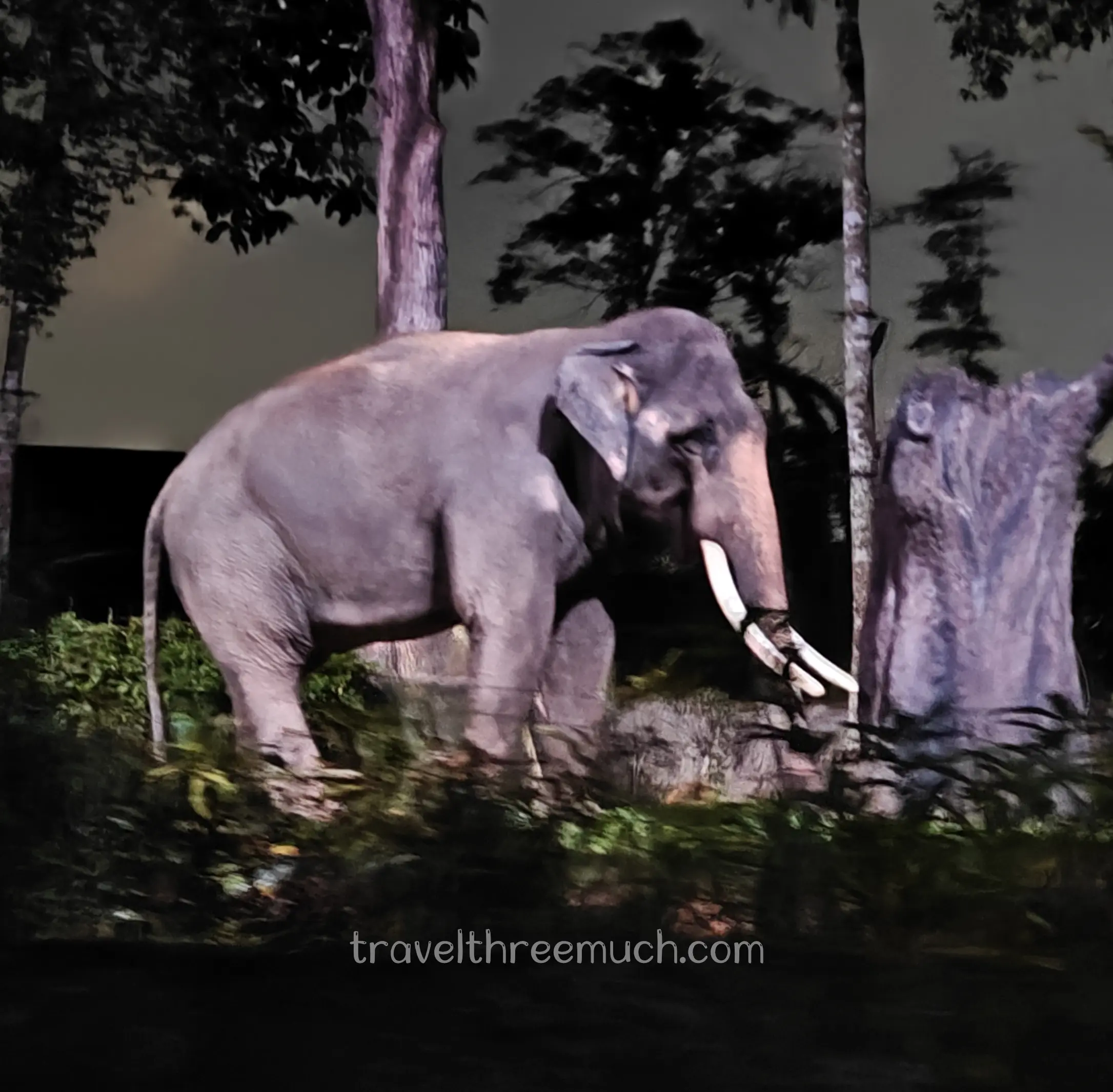 elephant in singapore night safari