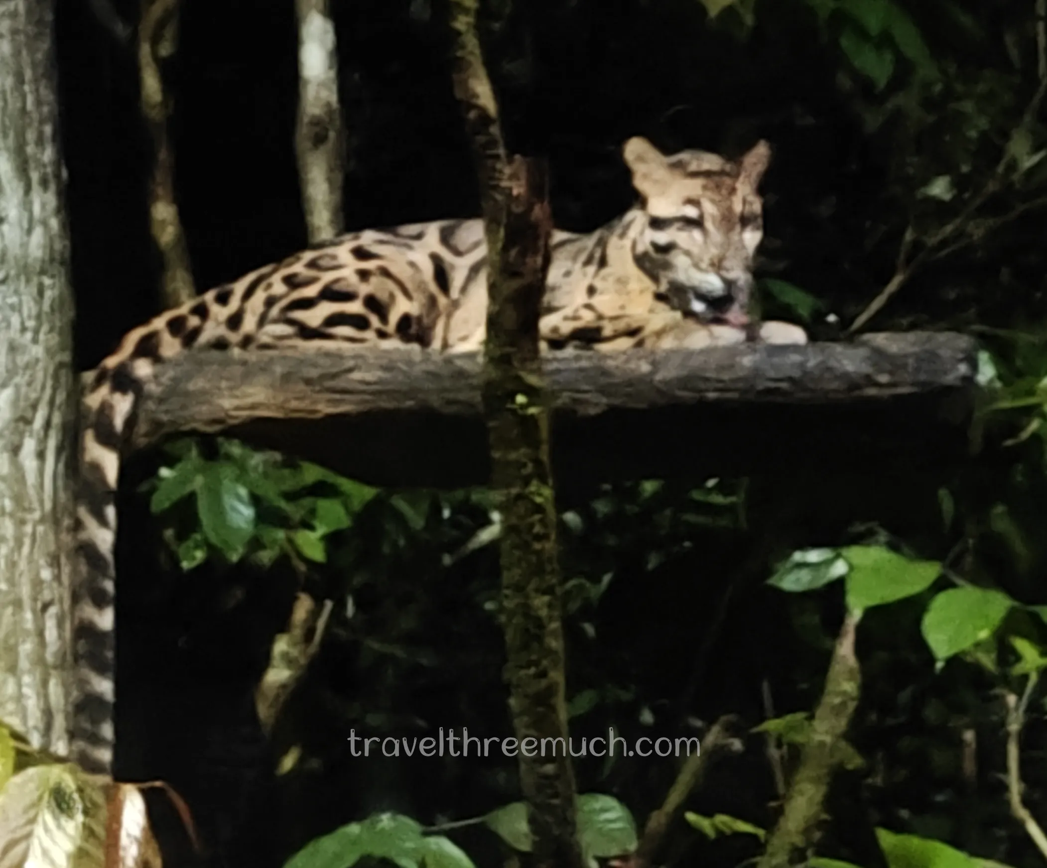 singapore night safari